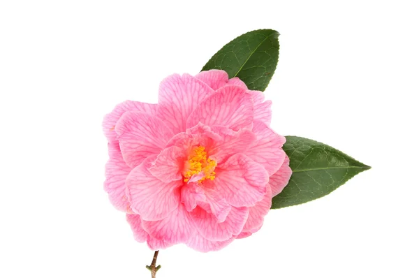 Pink camellia — Stock Photo, Image