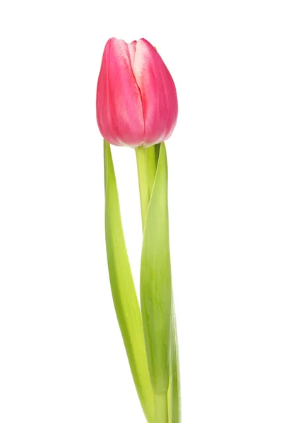 Rosa Tulpe — Stockfoto