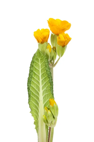 Primula — Foto Stock