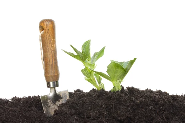 Broad bean seedlings — Stock Photo, Image