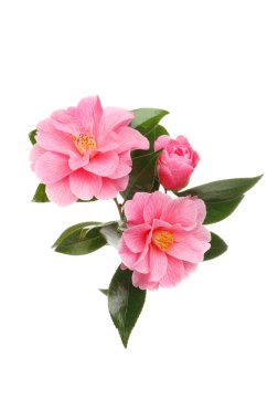 pembe kamelya çiçekler
