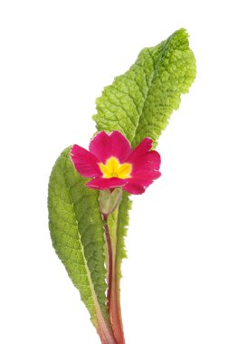 Crimson çuha çiçeği çiçek