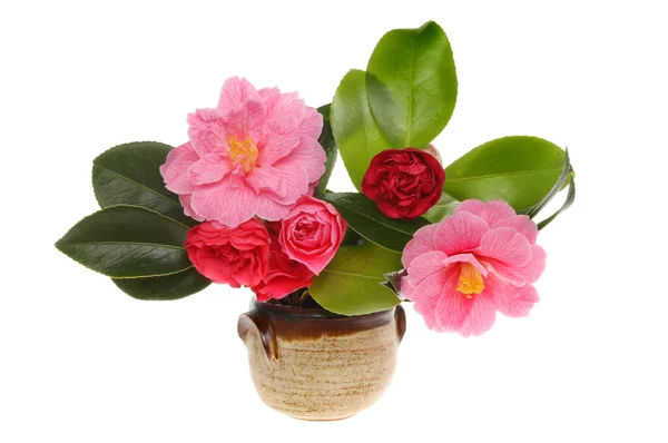 Camellia regeling — Stockfoto