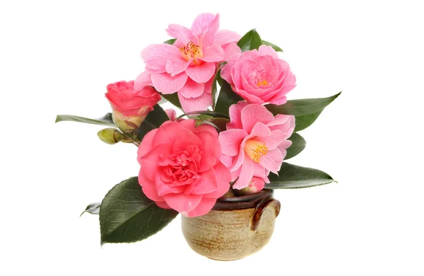 Camellia bloemen — Stockfoto