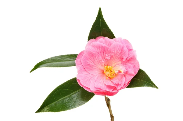 Camellia flower with leaves — Stock Photo, Image