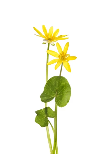 Yellow celendine flowers — Stock Photo, Image