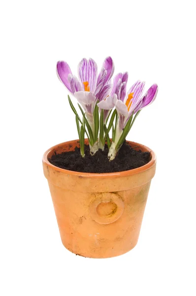 Crocus in pot — Stock Photo, Image