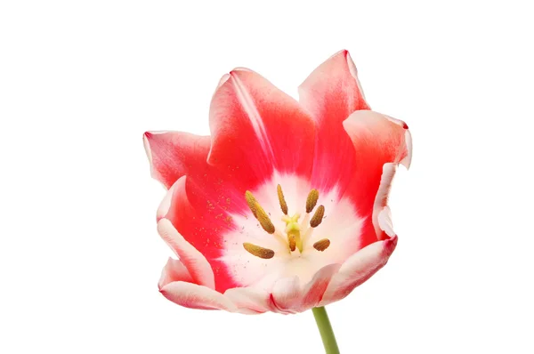 Centre d'une tulipe rouge — Photo