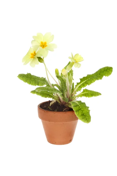 Flowering primrose — Stock Photo, Image