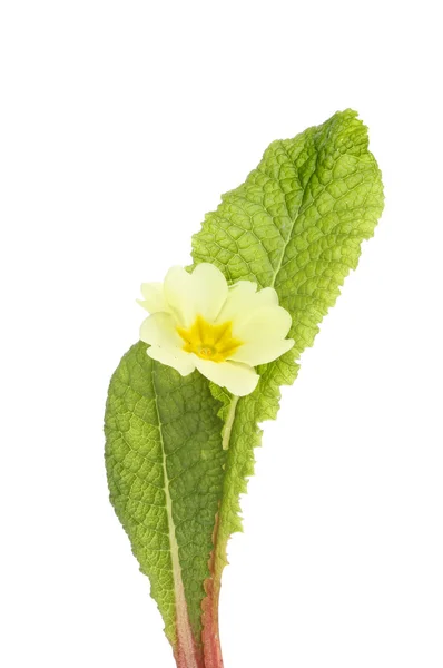 Yellow primrose — Stock Photo, Image