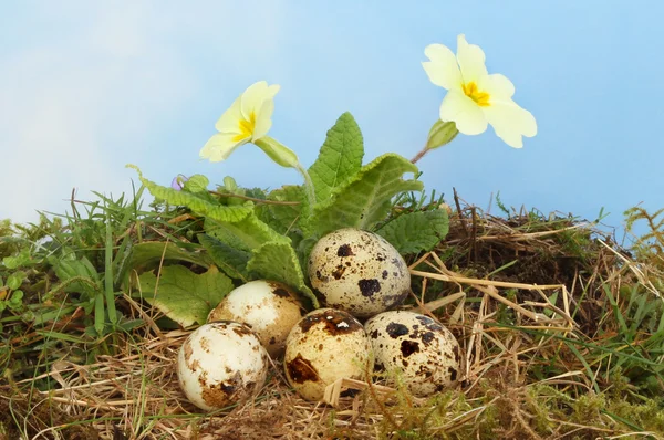 Eggs and primrose — Stock Photo, Image