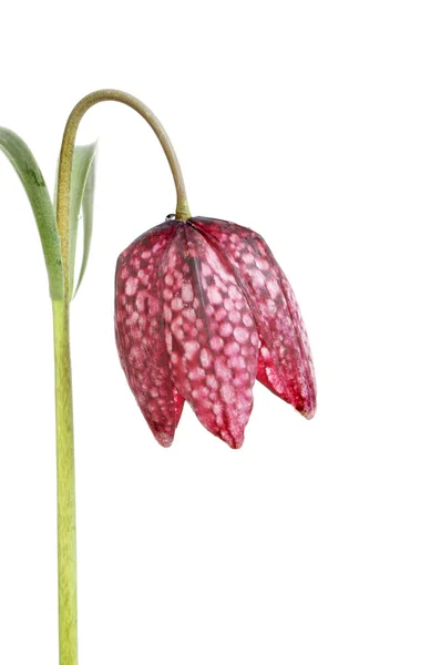 Fritillaria meleagris — Foto de Stock