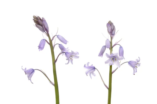 BlueBell — Foto Stock