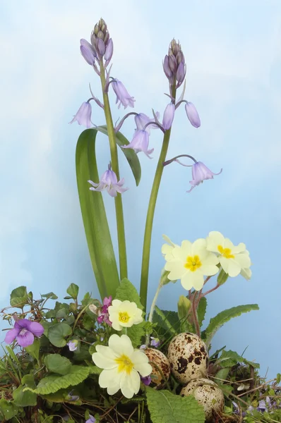 Flores de primavera e ovos — Fotografia de Stock