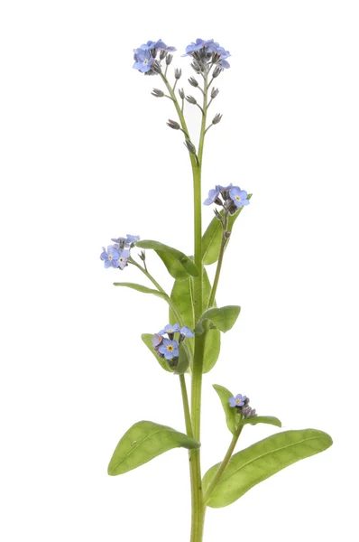 Forget me not flowers — Stock Photo, Image