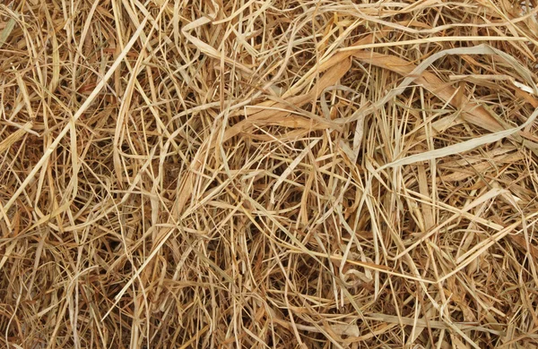 Dried hay — Stock Photo, Image