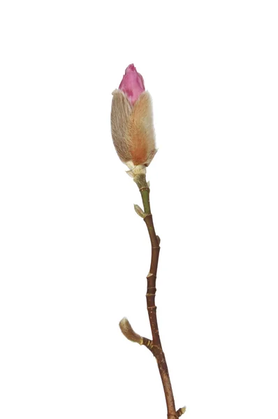 Magnolia bud — Stockfoto