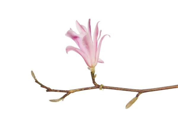 Magnolia stellata flor — Foto de Stock