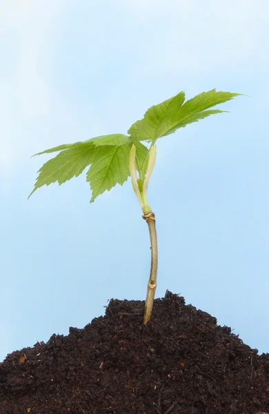 Árvore de semente — Fotografia de Stock