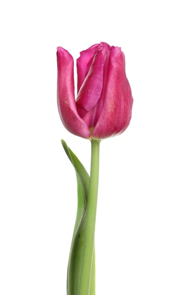 Rote Tulpe — Stockfoto