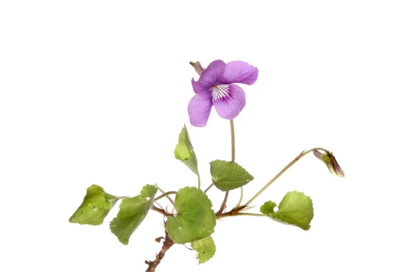 Flor violeta — Foto de Stock