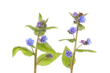 Yeşil alkanet