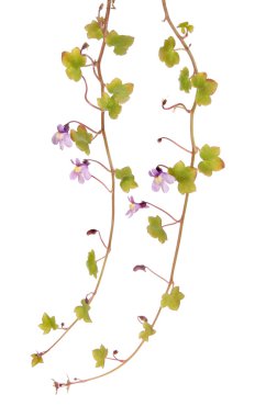 Toadflax clipart