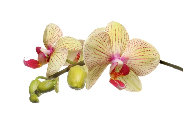 Orchidée papillon — Photo