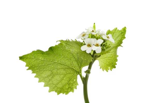 Garlic Mustard — Stock Photo, Image