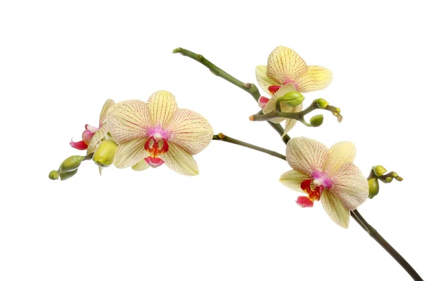 Ćma orchidea — Zdjęcie stockowe