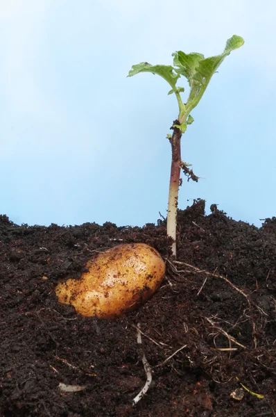 Pommes de terre germées — Photo