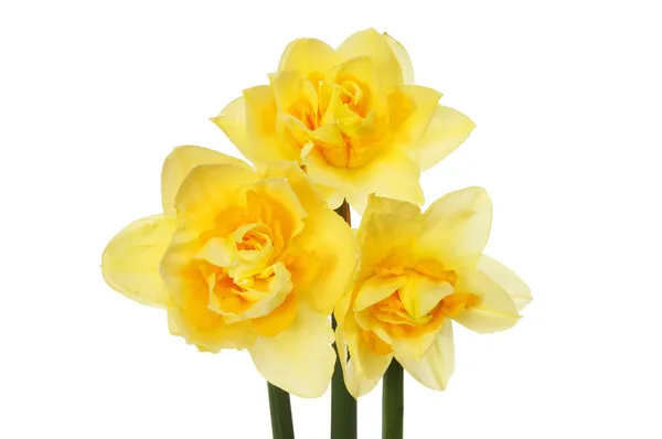 Daffodils — Stock Photo, Image