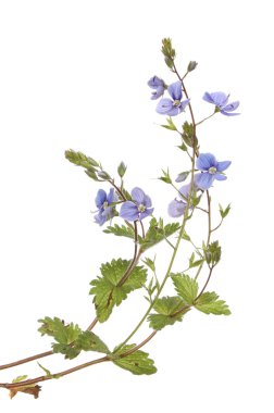 Speedwell