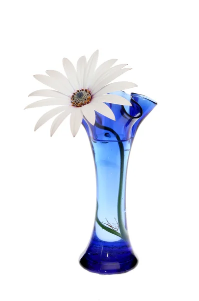 Flor em vaso — Fotografia de Stock