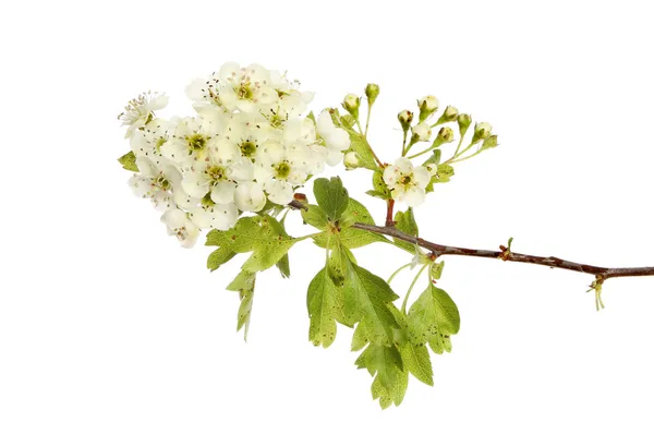 Hawthorn flowers — Stock Photo, Image