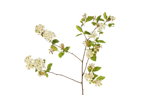 Spirea — Stockfoto