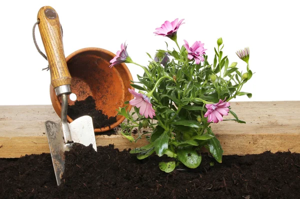 Planting — Stock Photo, Image