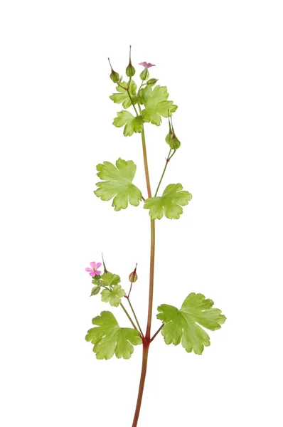 Vilda geranium — Stockfoto