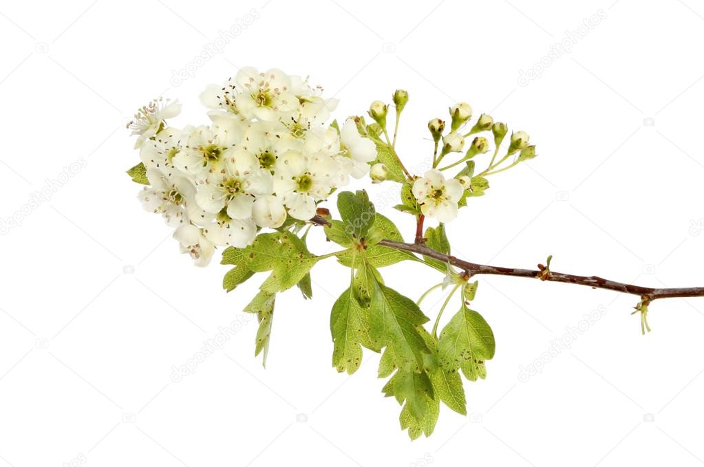 サンザシ写真素材 ロイヤリティフリーサンザシ画像 Depositphotos