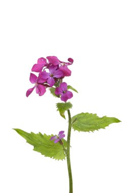 Dürüstlük çiçekler