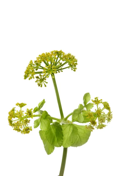 Alexanders — Stockfoto