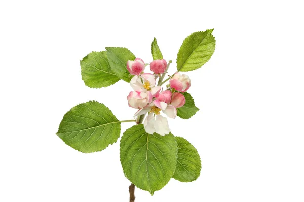 Flor de maçã — Fotografia de Stock