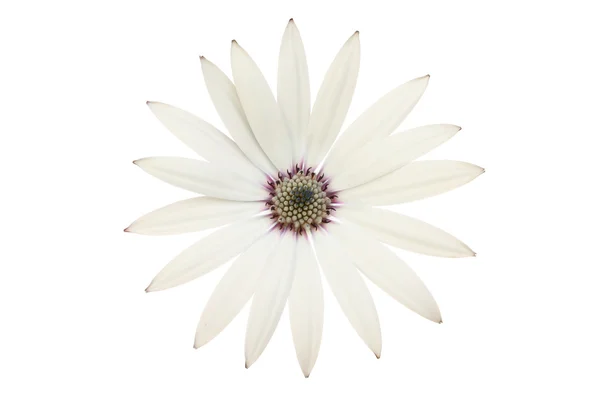 Osteospermum — Stock Photo, Image