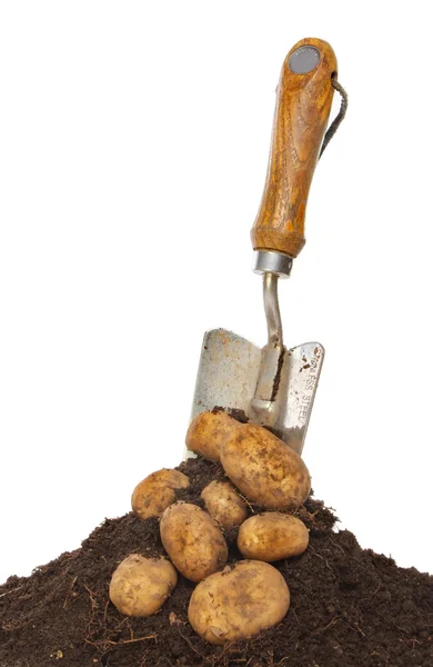 Potatoes and trowel — Stock Photo, Image