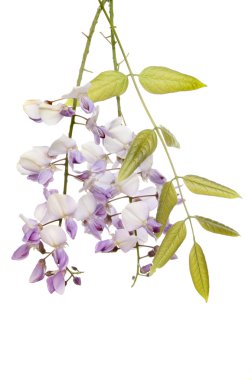 Wisteria