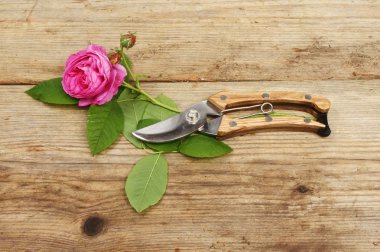 Rose ve secateurs