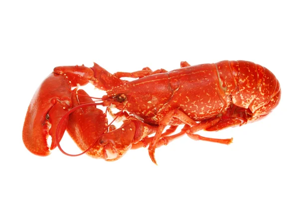 Cooked lobster — Stock Photo, Image