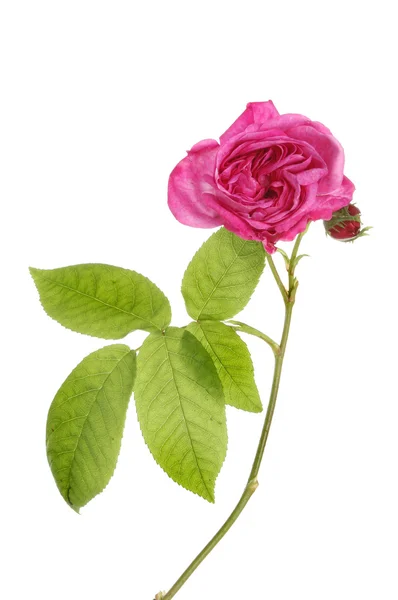 Róża magenta — Zdjęcie stockowe