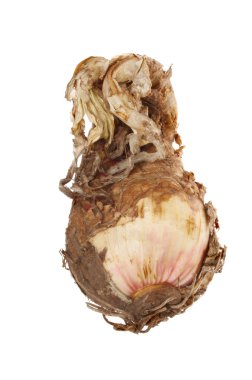 nergis zambağı ampulü