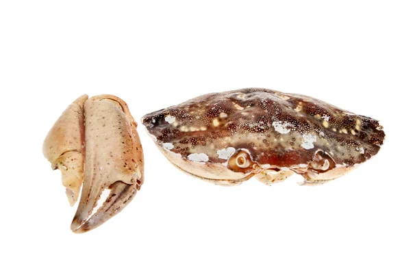 Krab shell en klauw — Stockfoto